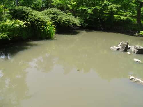 黑纹伟蜓 图片 3