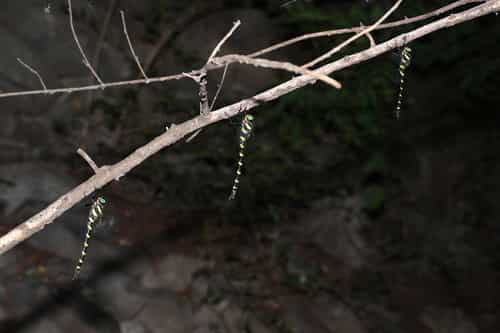 双斑圆臀大蜓 图片 2