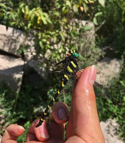 双斑圆臀大蜓 图片 4