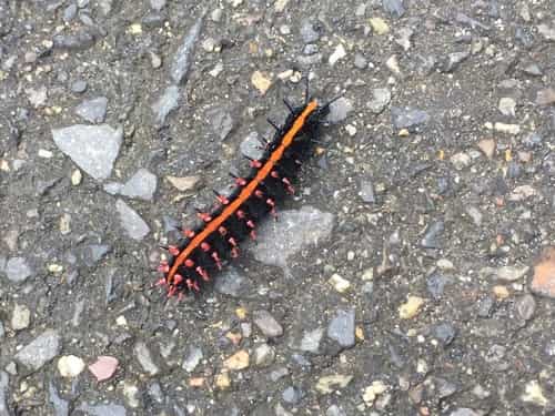斐豹蛱蝶 图片 1