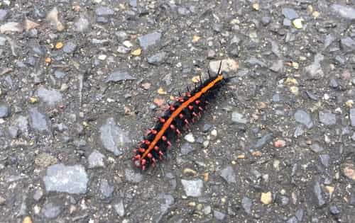 斐豹蛱蝶 图片 2