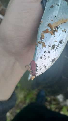 血红扁甲 图片 4