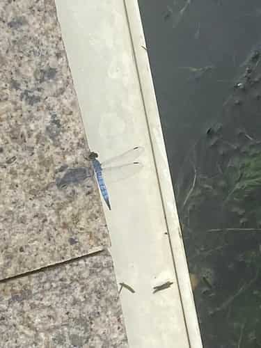 异色多纹蜻 图片 2