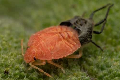 斑须蝽 图片 4