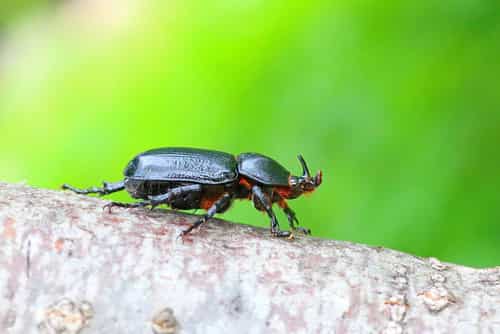 华晓扁犀金龟 图片 1