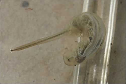 长尾管蚜蝇 图片 2