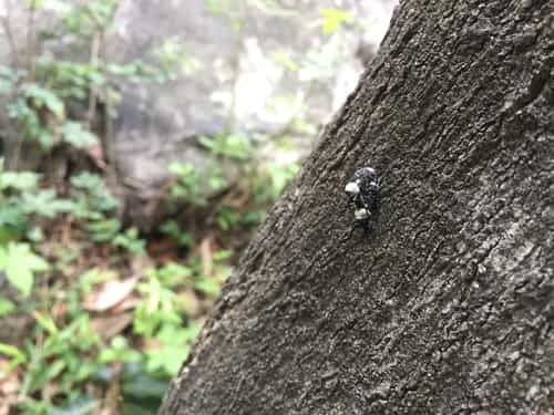 臭椿沟眶象 图片 3