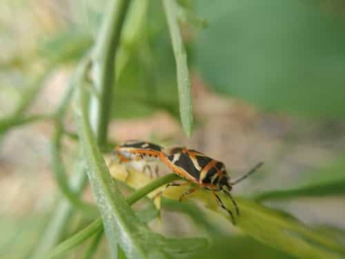 横纹菜蝽 图片 2
