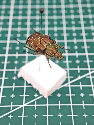 褐翅格斑金龟 图片 2