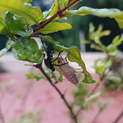 茶翅蝽 图片 3