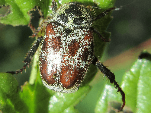 斑单爪鳃金龟 图片 4