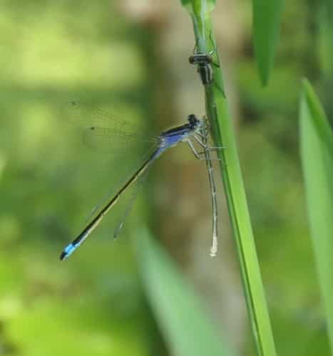 长叶异痣蟌 图片 1