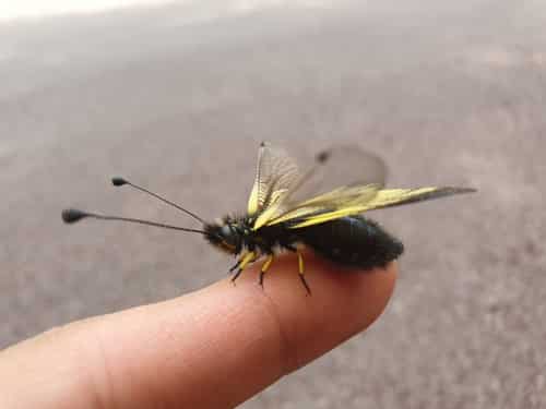 黄花蝶角蛉 图片 4