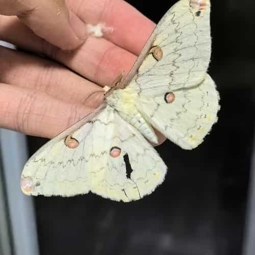雾灵豹蚕蛾 图片 2