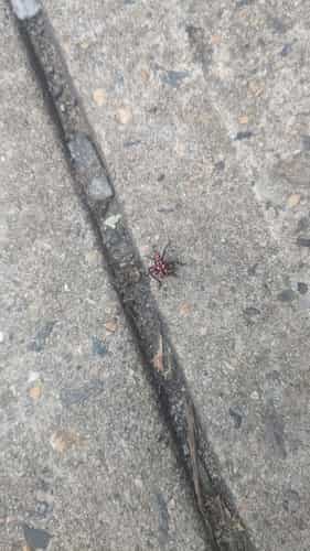 斑衣蜡蝉 图片 1