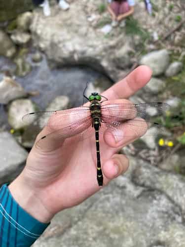 北京大伪蜻 图片 4