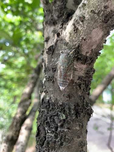 蒙古寒蝉 图片 3