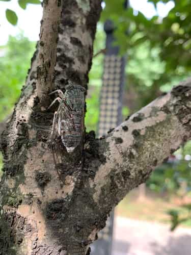 蒙古寒蝉 图片 4