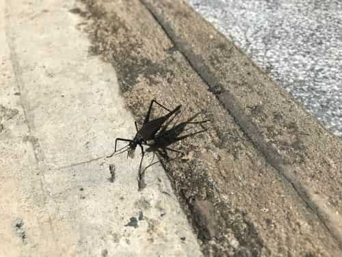 日本钟蟋 图片 4
