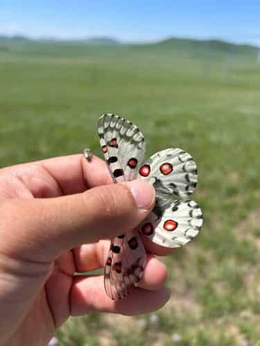 小红珠绢蝶 图片 3
