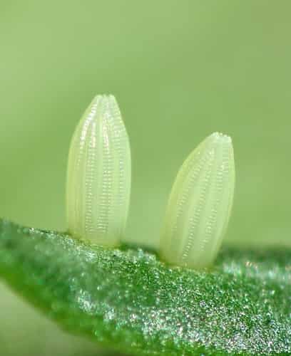 暗脉粉蝶 图片 1