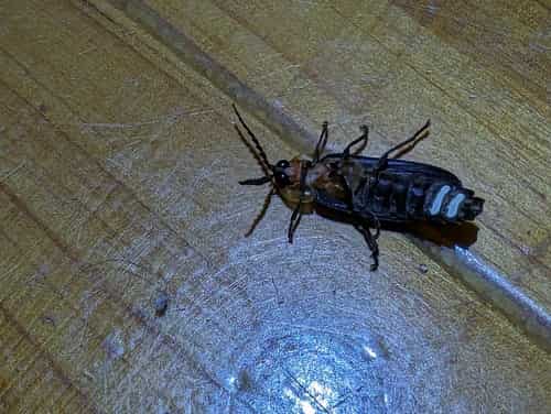 胸窗萤 图片 2