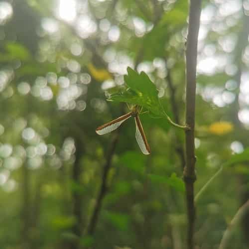湖北长袖蜡蝉 图片 2