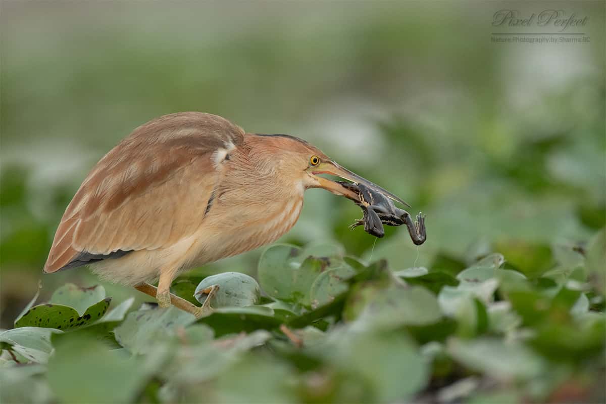 黄斑苇鳽