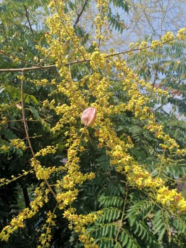 全缘叶栾树