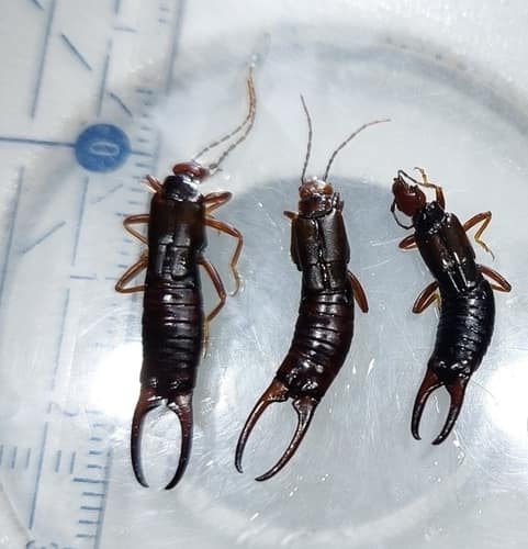 达球螋