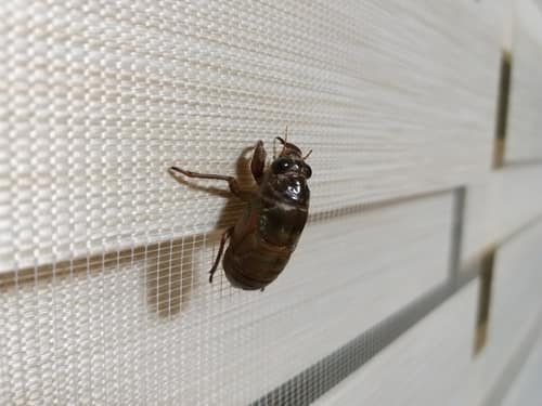 鸣鸣蝉