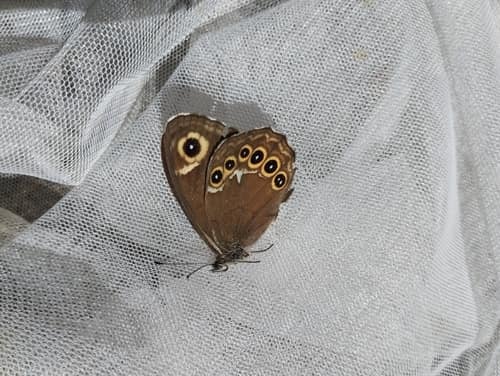 斗毛眼蝶