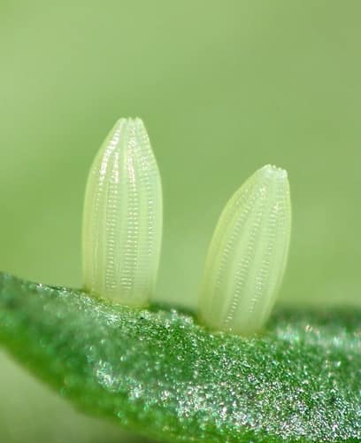 暗脉粉蝶