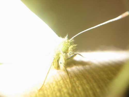 菜粉蝶