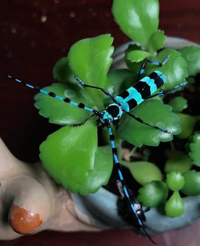 蓝丽天牛