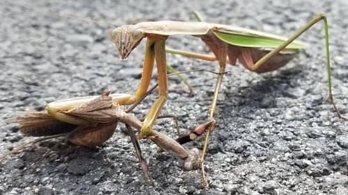 棕静螳