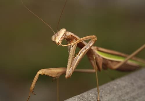 狭翅大刀螳