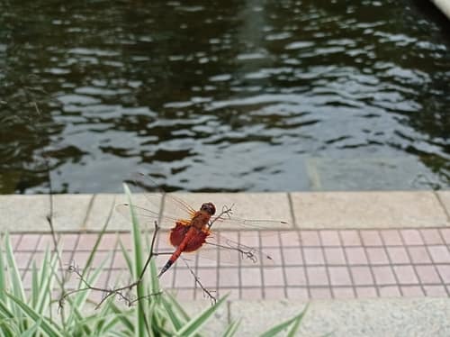 华斜痣蜻
