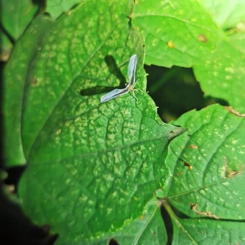 湖北长袖蜡蝉